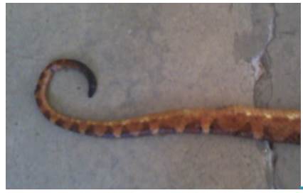 Bothriechis schlegelii. Prehensile tail. Note: The specimen was sacrificed before consultation with the attending physician.