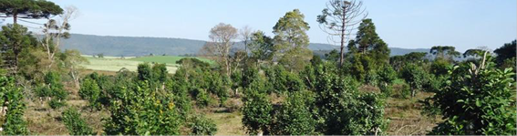 Sequ&ecirc;ncia de fotografias que retratam a diversidade nas paisagens com ervais do PNC