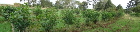 Sequ&ecirc;ncia de fotografias que retratam a diversidade nas paisagens com ervais do PNC