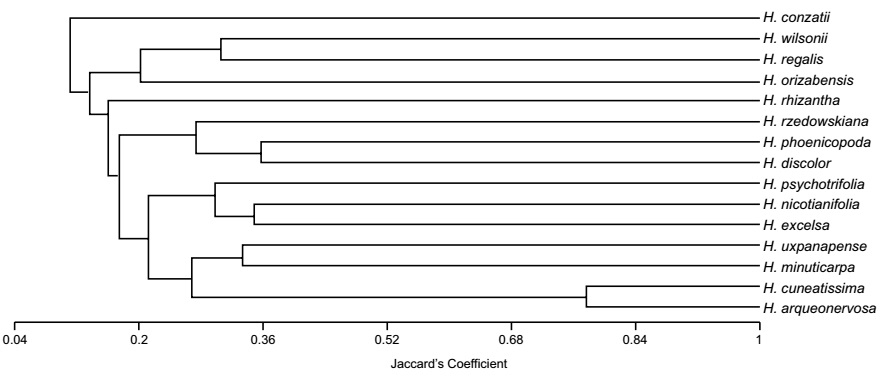 Dendrograma de agrupamiento de especies de acuerdo a la similitud de sus caracteres morfol&oacute;gicos.