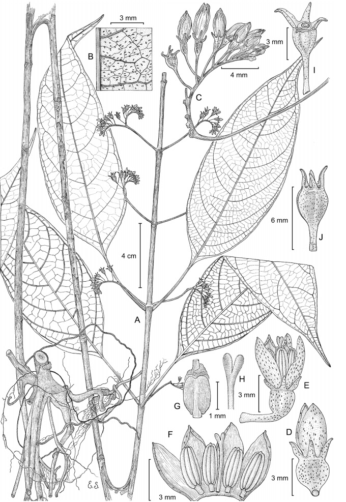 Hoffmannia uxpanapense Cast.-Campos y Bautista-Bello. A. rama mostrando la posici&oacute;n e inserci&oacute;n de las hojas, con flores y botones; B. env&eacute;s de la hoja esparcidamente punteado; C. inflorescencia; D. bot&oacute;n; E. flor; F. bot&oacute;n abierto; G. ovario; H. estigma bifurcado; I, J. fruto inmaduro. Ilustraci&oacute;n de Edmundo Saavedra, basada en los ejemplares T. Wendt 2588, 3405 (CHAPA, MEXU).