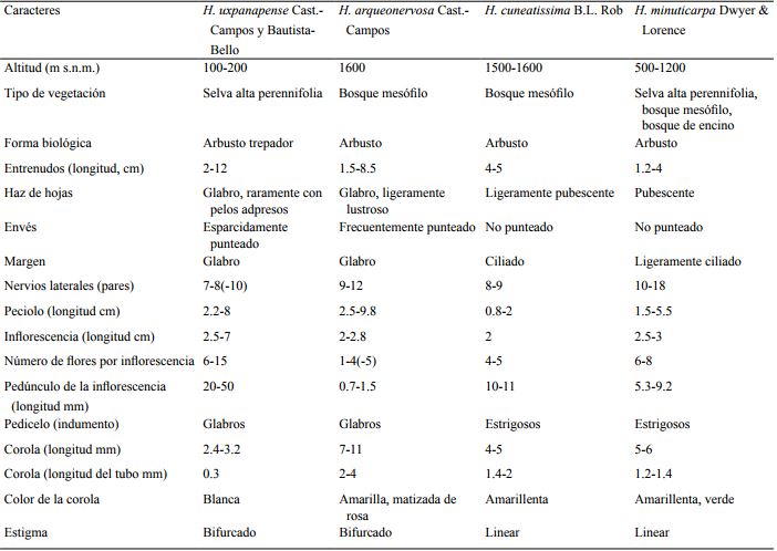 Comparaci&oacute;n entre Hoffmannia uxpanapense Cast.-Campos y Bautista-Bello, H. arqueonervosa Cast.-Campos, H. cuneatissima B.L. Rob. y H. minuticarpa Dwyer & Lorence.