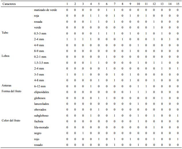 Matriz de datos morfol&oacute;gicos de las especies del g&eacute;nero Hoffmannia Sw. presentes en Veracruz, donde 0=ausencia, 1=presencia. En las columnas se consider&oacute; conveniente sustituir el nombre de las especies por un n&uacute;mero progresivo: 1=H. arqueonervosa Cast.-Campos, 2=H. conzattii B.L. Rob, 3=H. cuneatissima B.L. Rob, 4=H. discolor (Lem.) Hemsl., 5=H. excelsa (Kunth) K. Schum, 6=H. minuticarpa Dwyer & Lorence, 7=H. nicotianifolia (M. Martens & Galeottii) L.O. Williams, 8=H. orizabensis Standl., 9=H. phoenicopoda K. Schum., 10=H. psychotrifolia (Benth.) Griseb., 11=H. rhizantha Stndl., 12=H. regalis (Hook.) Hemsl., 13=H. uxpanapense Cast.-Campos y Bautista-Bello, 14=H. wilsonii Standl., 15=H. rzedowskiana Cast.-Campos y Bautista-Bello & Lorence.