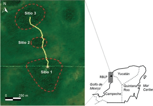 Ubicaci&oacute;n de la Reserva de la Bi&oacute;sfera Los Petenes (RBLP) en el noroeste de la Pen&iacute;nsula de Yucat&aacute;n, M&eacute;xico. En la proyecci&oacute;n, se muestran los tres petenes donde se realiz&oacute; el estudio (sitio 1 = 20&deg;31'59.78''N, 90&deg;22'17.6822''O; sitio 2 = 20&deg;32'19.65''N, 90&deg;22'15.51''O; sitio 3 = 20&deg;32'36.52''N, 90&deg;22'17.76''O). N&oacute;tese la existencia de un sendero (l&iacute;nea amarilla) que conecta los petenes (sitios 1, 2, y 3) facilitando los desplazamientos del observador (y la detecci&oacute;n de los monos en cada sitio) a trav&eacute;s de la matriz de mangle, la cual es com&uacute;n en este humedal costero. Imagen proyectada: Google Earth Pro (Versi&oacute;n 5.0 Google Maps 2010).