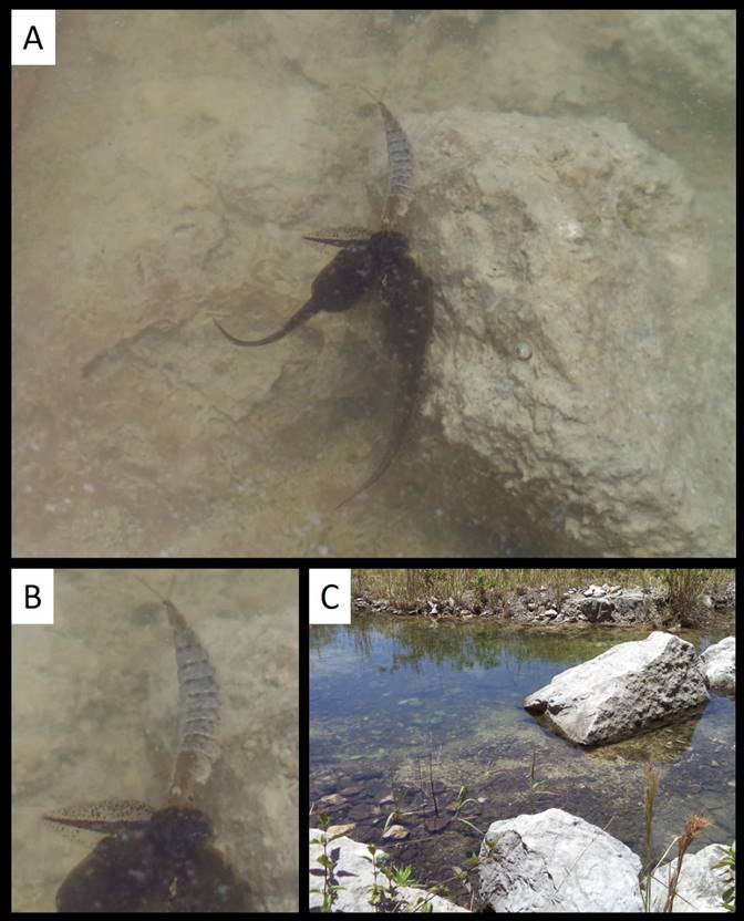 Depredaci&oacute;n por larva de dit&iacute;scido y canibalismo en Lithobates berlanderi (A y B). Cuerpo de agua temporal en un fragmento de bosque mes&oacute;filos de monta&ntilde;a, en Huatusco, Veracruz, M&eacute;xico (C).