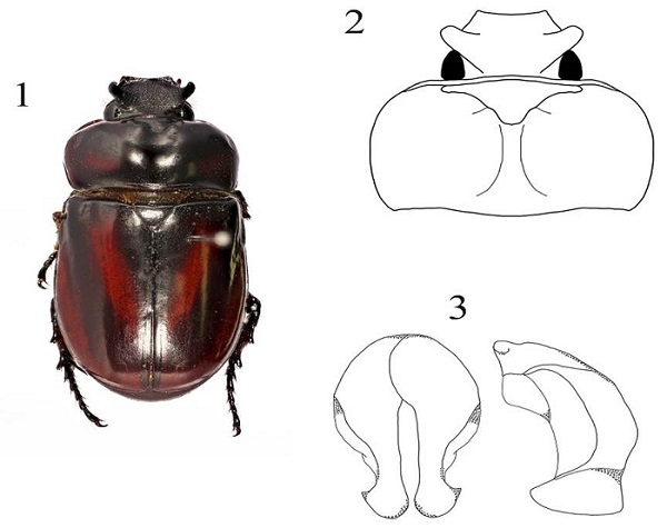 Pucaya tabaconas sp. nov: 1) Holotype habitus, 2)
							Head and pronotum, 3) parameres, caudal and lateral views.