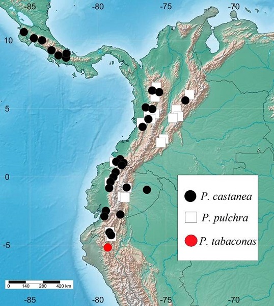 Known distribution of Pucaya species in Central
								and South America. Approximate distribution of P.
									castanea and P.
									pulchra based on data available in Ratcliffe (2003), López-García et al.
									(2015) and Paucar-Cabrera
									& Moore (2018).