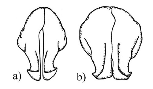 Parameres of Pucaya species in caudal view: a)
									P. pulchra, b) P. castanea.
								Redrawn of López-García et
										al. (2015).