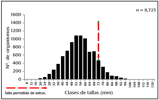Distribuci&oacute;n de tallas de C. virginica  en la laguna de Tamiahua, Veracruz, M&eacute;xico en el periodo abril 2011-marzo 2012.