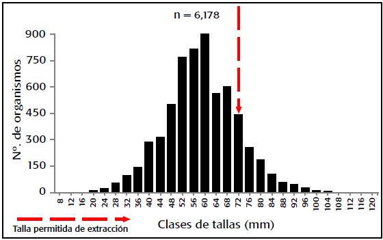 Distribuci&oacute;n de tallas de Crassostrea virginica  en la laguna de Tampamachoco, Veracruz, M&eacute;xico, en el periodo abril 2011-marzo 2012.
