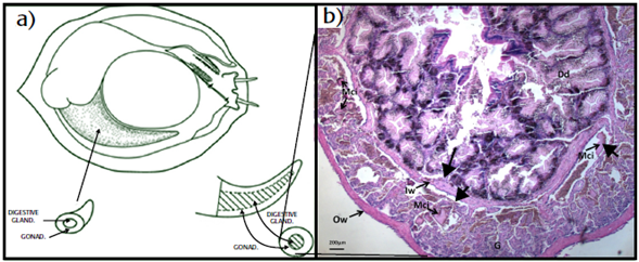 a) Diagram showing the gonadal tissue around the digestive gland, where the macro-crystal inclusions (Mci) were observed (modified from Rogers-Bennett et al. 2004). b) Histological image of one transversal section of the tissue showing the gonad surrounding the digestive diverticula (Dd) where Mci are embedded, some of them are shown by arrows. Ow = outer wall of the gonad, Iw = inner wall of the gonad, G = gonad. Hematoxylin-eosin.
