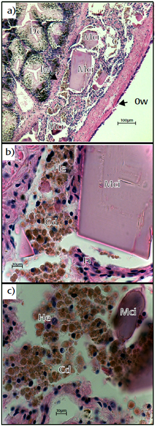 a) General view of a transversal section of the gonad (G) and digestive diverticula (Dd) area from the first studied abalone (Haliotis rufescens), where several macro-crystal inclusions (Mci) are located between the outer (Ow) and inner (Iw) walls of the gonad, note the disruption of the trabeculae and connective tissue, with the absence of gametes. b) Close up of Mci surrounded by hemocytes (He), cellular debris (Cd) and fibroblast (Fi) note the brown granules. c) Close up of an apparent residual Mci surrounded by the He and abundant Cd. Hematoxylin-eosin.
