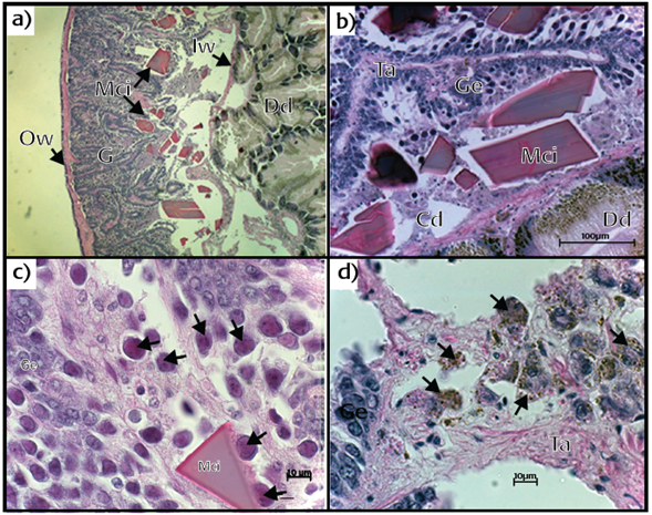 a) General view of a transversal section of the gonad (G) and digestive diverticula (Dd) area from the second studied abalone (Haliotis rufescens) where several macro-crystal inclusions (Mci) are located between the outer (Ow) and inner (Iw) walls of the gonad, note the presence of a large trabecula and its disarrangement through the Iw also showing the absence of gametes. b) Close up of a trabecula (Ta) with some growth of the germinal epithelium (Ge), which is in contact with Mci, note the cellular debris and the dark nuclei of the top cells in the Ge. c) Hypertrophied nuclei in the top cells (arrows in some of them) from the Ge around Mci. d) Connective tissue of trabecula with several brown cells shown by arrows. Hematoxylin-eosin.