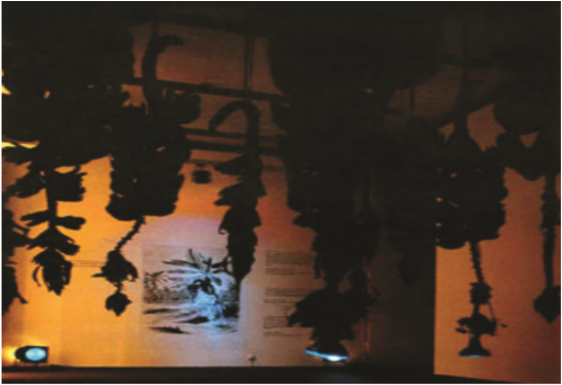 Musa paradisiaca. (Foto).