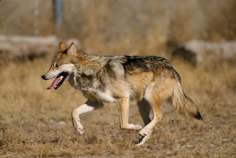 Lobo mexicano (Canis lupus baileyi), fuente: U.S. Fish & Wildlife Servise,