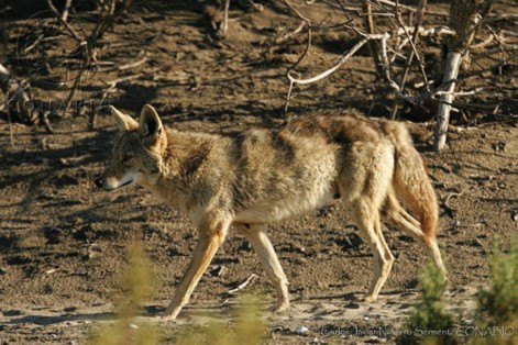 Coyote (Canis latrans), foto retomada del banco de im&aacute;genes de la Comisi&oacute;n Nacional para el Conocimiento y Uso de la Biodiversidad (CONABIO) 