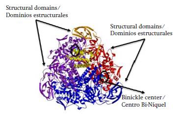Urease, structural domains and binickel active center (Kojima et al., 2006).