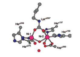 Separation of the two nickel atoms and the carbamylated lysine (Lebrette et al., 2014).