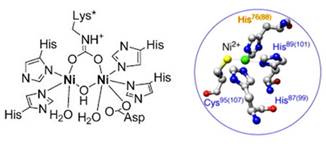 Accommodation of nickel in the urease active center (Lebrette et al., 2014).