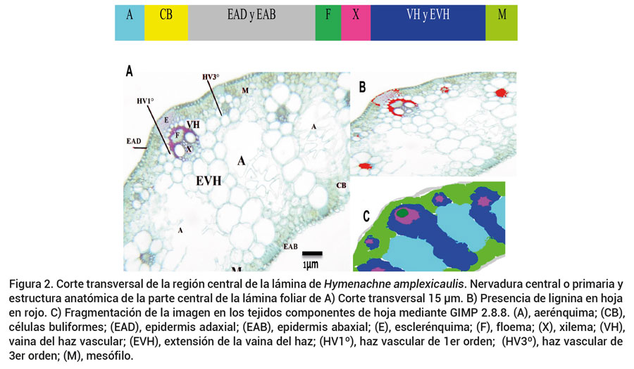 Figura 2. Corte transversal de la regi&oacute;n central de la l&aacute;mina de Hymenachne amplexicaulis. Nervadura central o primaria y estructura anat&oacute;mica de la parte central de la l&aacute;mina foliar de A) Corte transversal 15 μm. B) Presencia de lignina en hoja en rojo. C) Fragmentaci&oacute;n de la imagen en los tejidos componentes de hoja mediante GIMP 2.8.8. (A), aer&eacute;nquima; (CB),c&eacute;lulas buliformes; (EAD), epidermis adaxial; (EAB), epidermis abaxial; (E), escler&eacute;nquima; (F), floema; (X), xilema; (VH),vaina del haz vascular; (EVH), extensi&oacute;n de la vaina del haz; (HV1&ordm;), haz vascular de 1er orden; (HV3&ordm;), haz vascular de3er orden; (M), mes&oacute;filo.