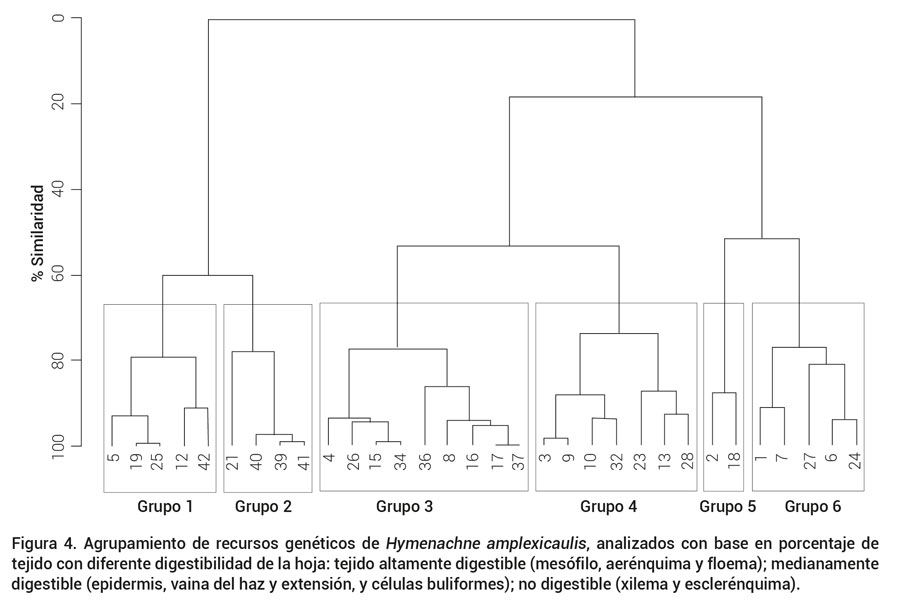 Figura 4. Agrupamiento de recursos gen&eacute;ticos de Hymenachne amplexicaulis, analizados con base en porcentaje de tejido con diferente digestibilidad de la hoja: tejido altamente digestible (mes&oacute;filo, aer&eacute;nquima y floema); medianamente digestible (epidermis, vaina del haz y extensi&oacute;n, y c&eacute;lulas buliformes); no digestible (xilema y escler&eacute;nquima).