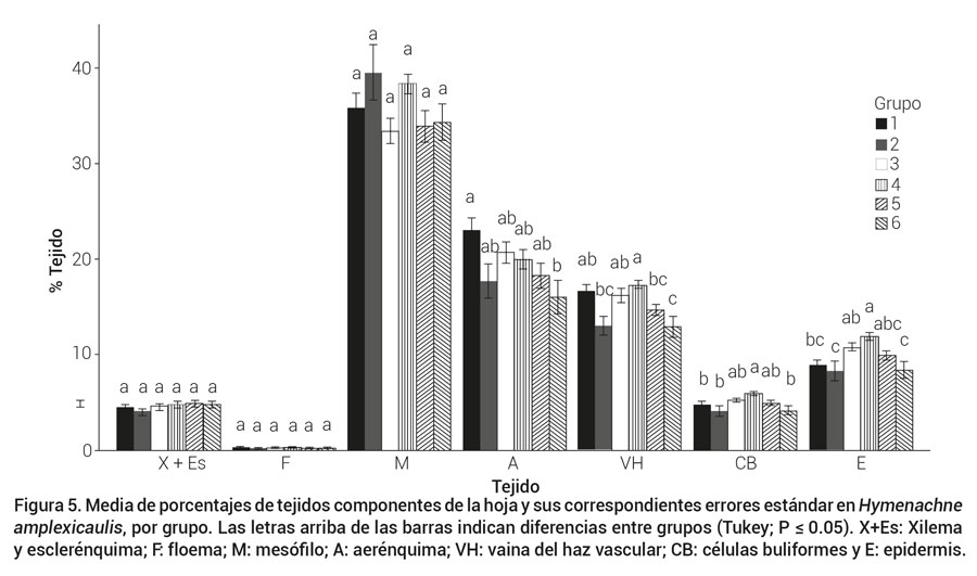 Figura 5. Media de porcentajes de tejidos componentes de la hoja y sus correspondientes errores est&aacute;ndar en Hymenachne amplexicaulis, por grupo. Las letras arriba de las barras indican diferencias entre grupos (Tukey; P &le; 0.05). X+Es: Xilema y escler&eacute;nquima; F: floema; M: mes&oacute;filo; A: aer&eacute;nquima; VH: vaina del haz vascular; CB: c&eacute;lulas buliformes y E: epidermis.