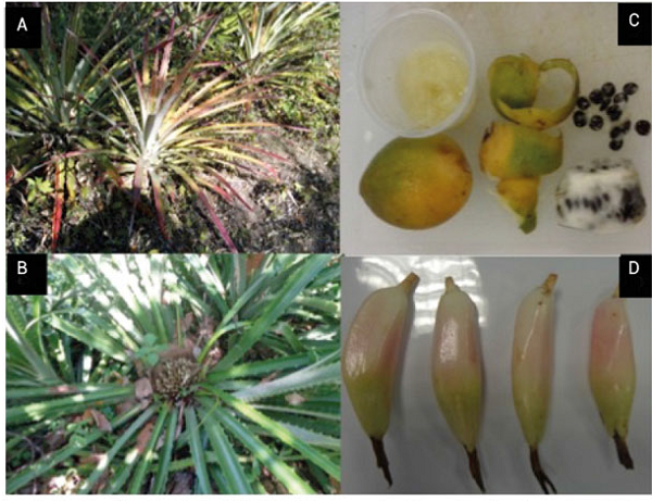 Fotografías de plantas (A y B) y frutos (C y D) de las especies Bromelia pinguin y Bromelia karatas cultivadas enSantiago Ixcuintla, Nayarit, México.