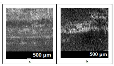 Photomicrograph
of deterioration of electrical connections of industrial equipment in the era
of (a) summer and (b) winter.