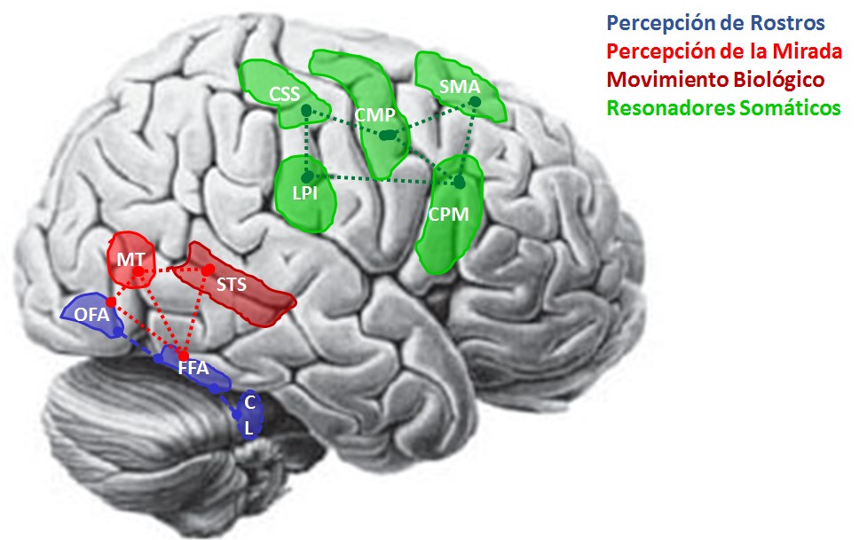 Redes neurales que constituyen los
sistemas de percepción-acción