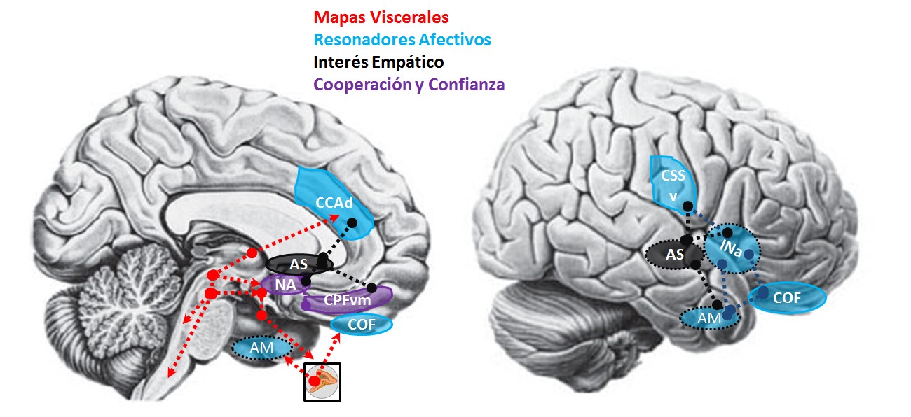 Redes neurales que componen los sistemas
afectivos