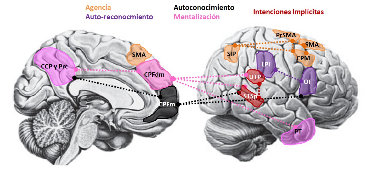 Redes neurales vinculadas los sistemas de
atribución intencional y mental