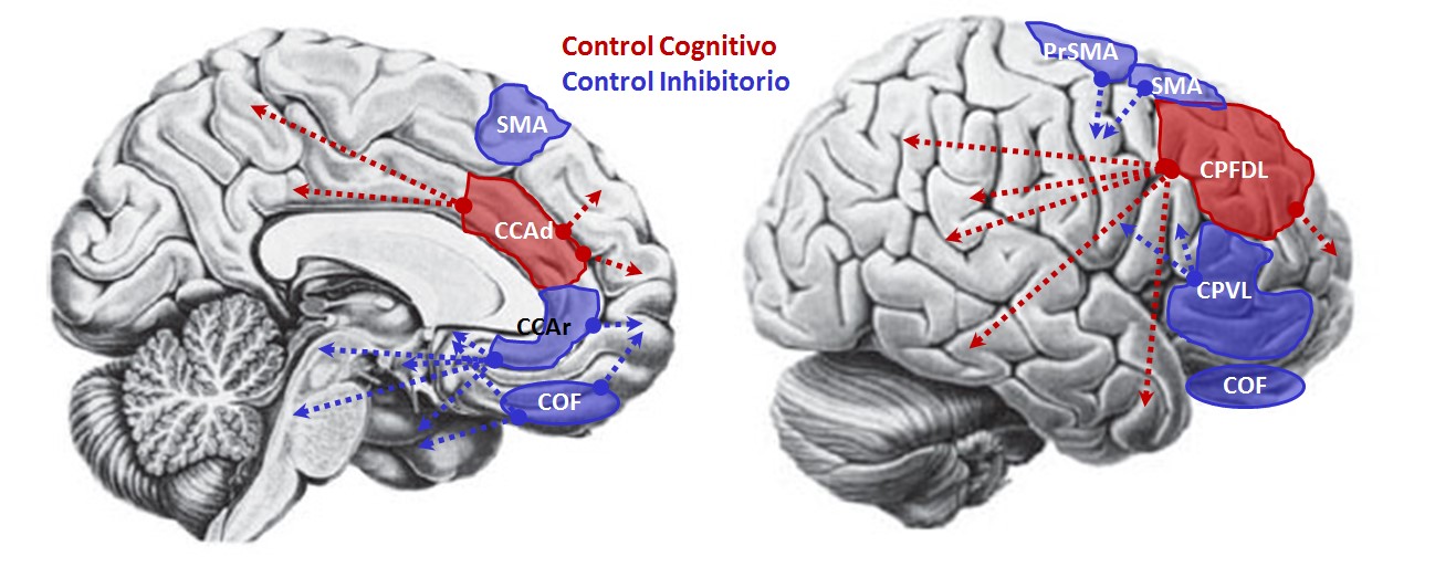 Redes neurales vinculadas
los sistemas ejecutivos