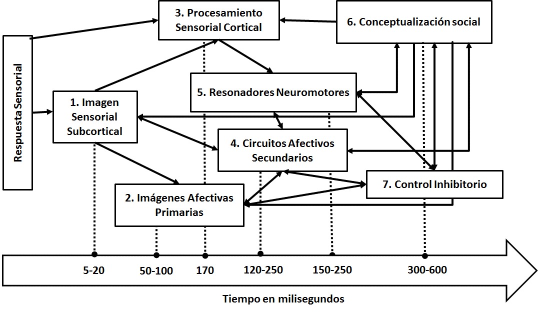 Actividad neurodinámica
de los circuitos asociados a los diferentes sistemas de la cognición social