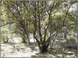 Caracter&iacute;sticas del fuste del madro&ntilde;o.