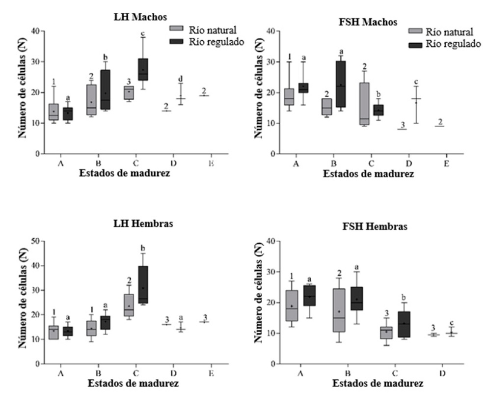 Relación
entre la madurez gonadal y el número de células de LH y FSH inmunoteñidas para
Prochilodus magdalenae por río y sexo. Mismas letras significan igual valor de
la media.