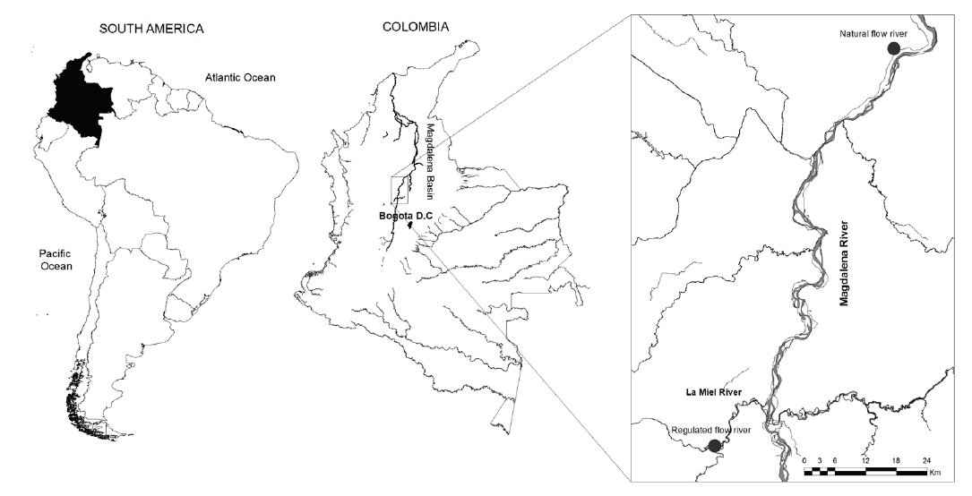 Ubicación
del área de estudio y sitios de muestreo sobre el río Magdalena (río con caudal
natural) y sitios de muestreo en el río La Miel (río con caudal regulado). El
río Magdalena fluye de sur a norte.