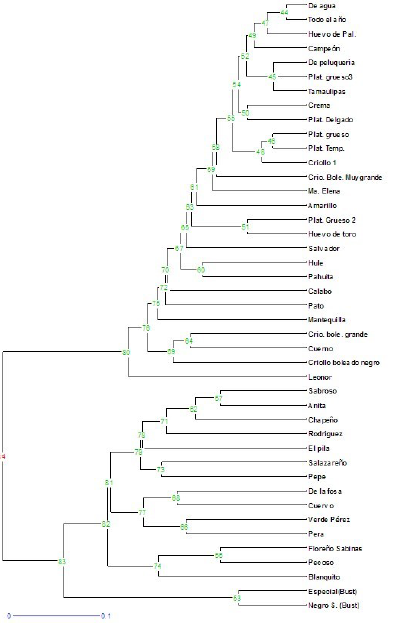 Relaciones genéticas obtenidas mediante la técnica de RAPD entre materiales de aguacate criollo de Nuevo León.