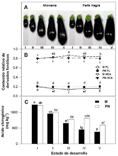 A) Apariencia de berenjenas cv. Monarca (M) y Perla Negra (PN) durante el desarrollo
(estados I, II, III, IV y V), B) contenido relativo de derivados flavonoides
(FL) e hidroxicinámicos (HCA) y C) contenido de ácido clorogénico. 

 