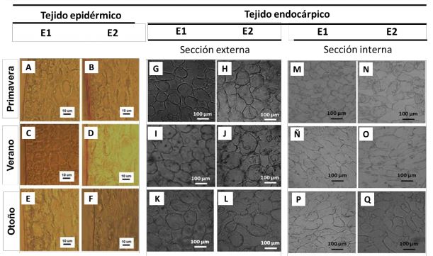 Imágenes de microscopia óptica de tejido
epidérmico (A-F) y endocárpico de berenjena
seccionado en periférico (A-I) y central (J-Q) en tres los dos tamaños
estudiados: baby o E1 y comercial o E2; cosechados en
tres estaciones diferentes: Primavera, Verano y Otoño. Magnificación del tejido
epidérmico 400X y del endocárpico 100X
