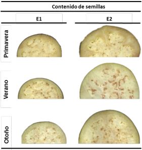Imágenes de rodajas de berenjena baby o E1 y comercial o E2 cosechadas en tres estaciones
diferentes: Primavera, Verano y Otoño