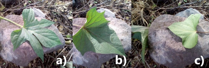 Hojas
de tres variedades de camote