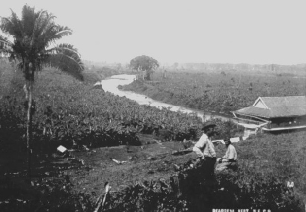 Plantaciones de banano, Limón 1890.