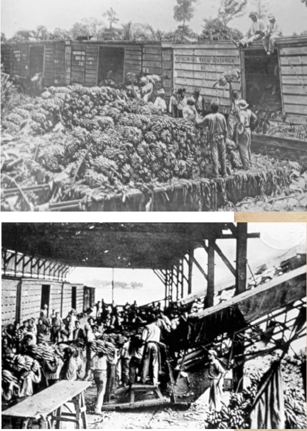 Faena de carga de bananos al ferrocarril. Limón, 1909.