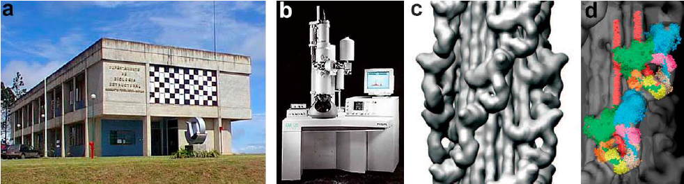  (a) Centro de Biolog&iacute;a Estructural &ldquo;Humberto
Fern&aacute;ndez-Mor&aacute;n&rdquo; del Instituto Venezolano de Investigaciones Cient&iacute;ficas
(I.V.I.C.) fundado en 1997, sede del Centro Latino-Americano FEI de
Criomicroscop&iacute;a (CLAFCME) desde 1999 y uno de los nodos del Centro de Biolog&iacute;a
Estructural del Mercosur (CeBEM). (b) Primer criomicroscopio electr&oacute;nico
(Philips CM-120) instalado en Latinoam&eacute;rica en 1997. (c) Mapa 3D de filamentos
gruesos de m&uacute;sculo de tar&aacute;ntula (resoluci&oacute;n 25 &Aring;, ver 20 &Aring; EMD-1950). (d) Modelo
cuasi-at&oacute;mico de dos motivos de cabezas interactuantes de miosina (IHM) (PDB
3DTP, 3JBH, 3JAX y 5TBY). Im&aacute;genes reproducidas con permiso de: (a)
Departamento de Fotograf&iacute;a Cient&iacute;fica, I.V.I.C.; (b) Thermo Fisher Scientific;
(c,d) Reimpreso de Woodhead et al.63 con permiso de
Springer Nature.