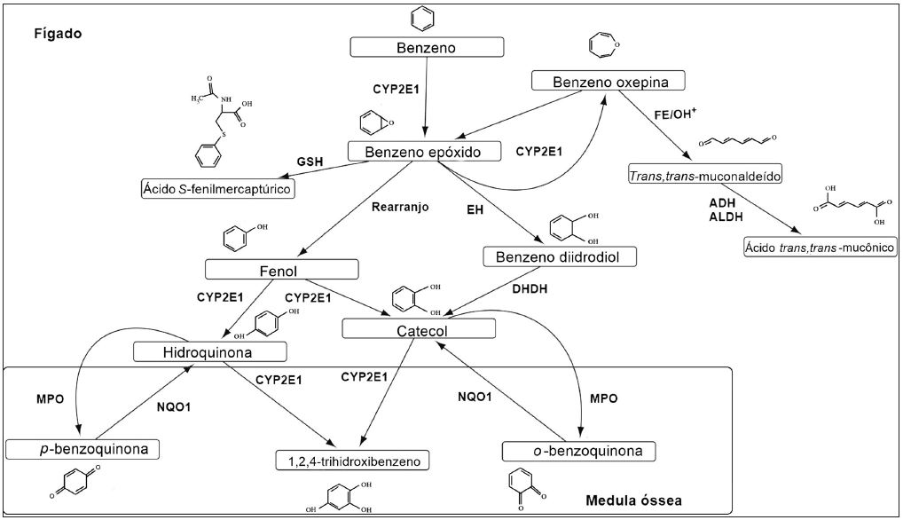 Representa&ccedil;&atilde;o esquem&aacute;tica simplificada do metabolismo do benzeno no f&iacute;gado e na medula &oacute;ssea humana