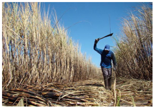 Trabalhador cortando cana, durante filmagens do document&aacute;rio &ldquo;Linha de corte&rdquo;