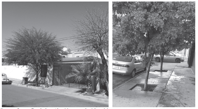 Las especies
de &aacute;rboles no adaptadas a la zona requieren riego constante. A la izquierda una
vivienda con dos mezquites y una palma abanico; a la derecha, dos olivos negros
que reciben riego