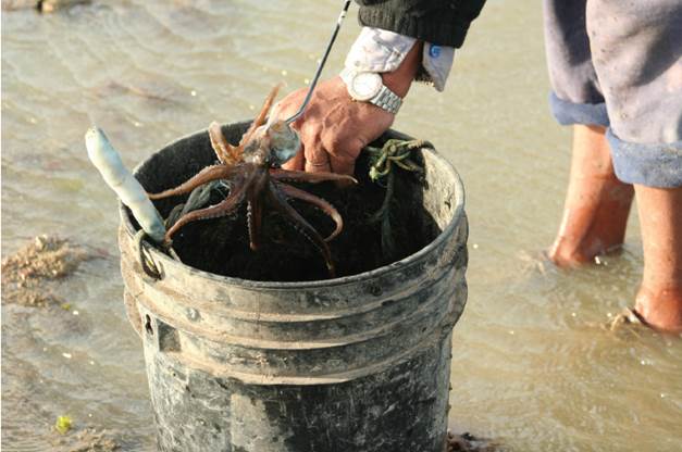 Pulpo tehuelche y gancho pulpero utilizado para recolectarlo