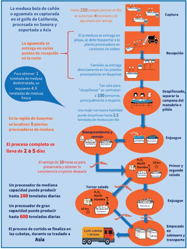 Procesamiento de la medusa bola de ca&ntilde;&oacute;n en Sonora