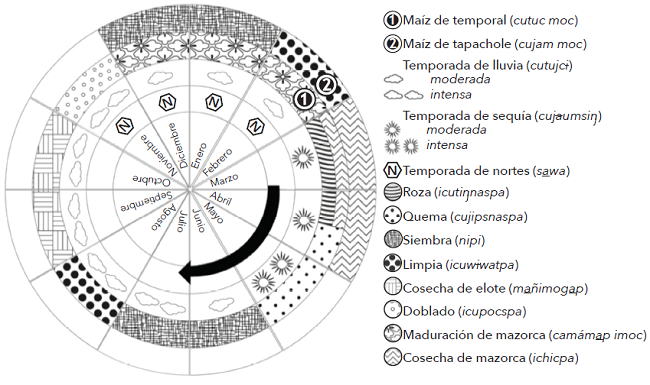 Ciclo agr&iacute;cola de RTQ del cultivo de ma&iacute;z de temporal (cutu moc) y ma&iacute;z tapachole (cujam moc)